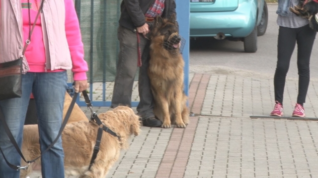 Čipovanie a očkovanie psov