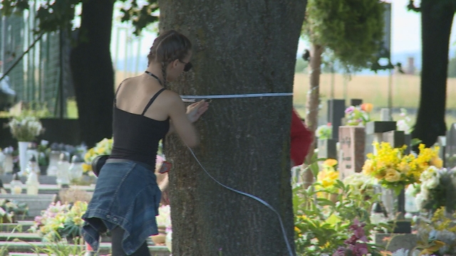 Inventarizácia stromov na cintoríne