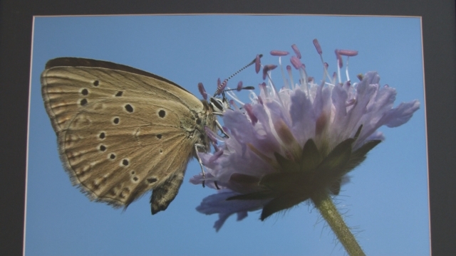 V  KD je nainštalovaná výstava Motýle Slovenska