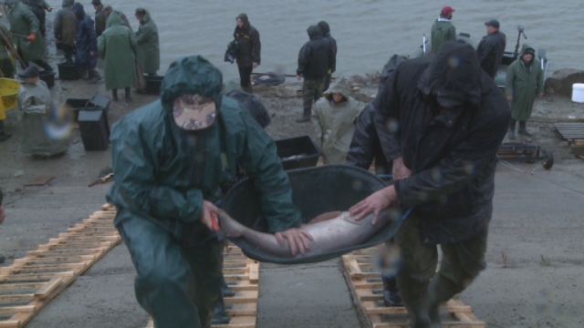 Rybári vytiahli z Kunovskej priehrady 7500 kg rýb.