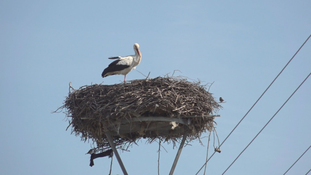 Bocian je späť v Čáčove